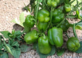 Emerald Giant Bell Pepper Seeds – Organic Heirloom Sweet Vegetable Seeds for Garden, Large Green to Red Peppers, High Yield