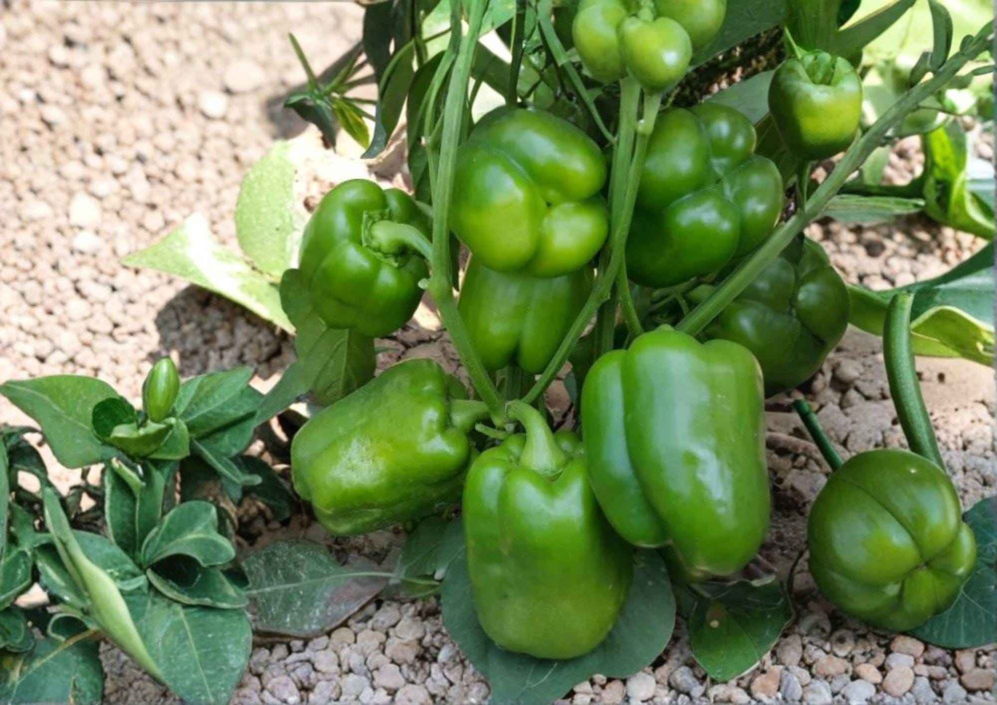 Emerald Giant Bell Pepper Seeds – Organic Heirloom Sweet Vegetable Seeds for Garden, Large Green to Red Peppers, High Yield