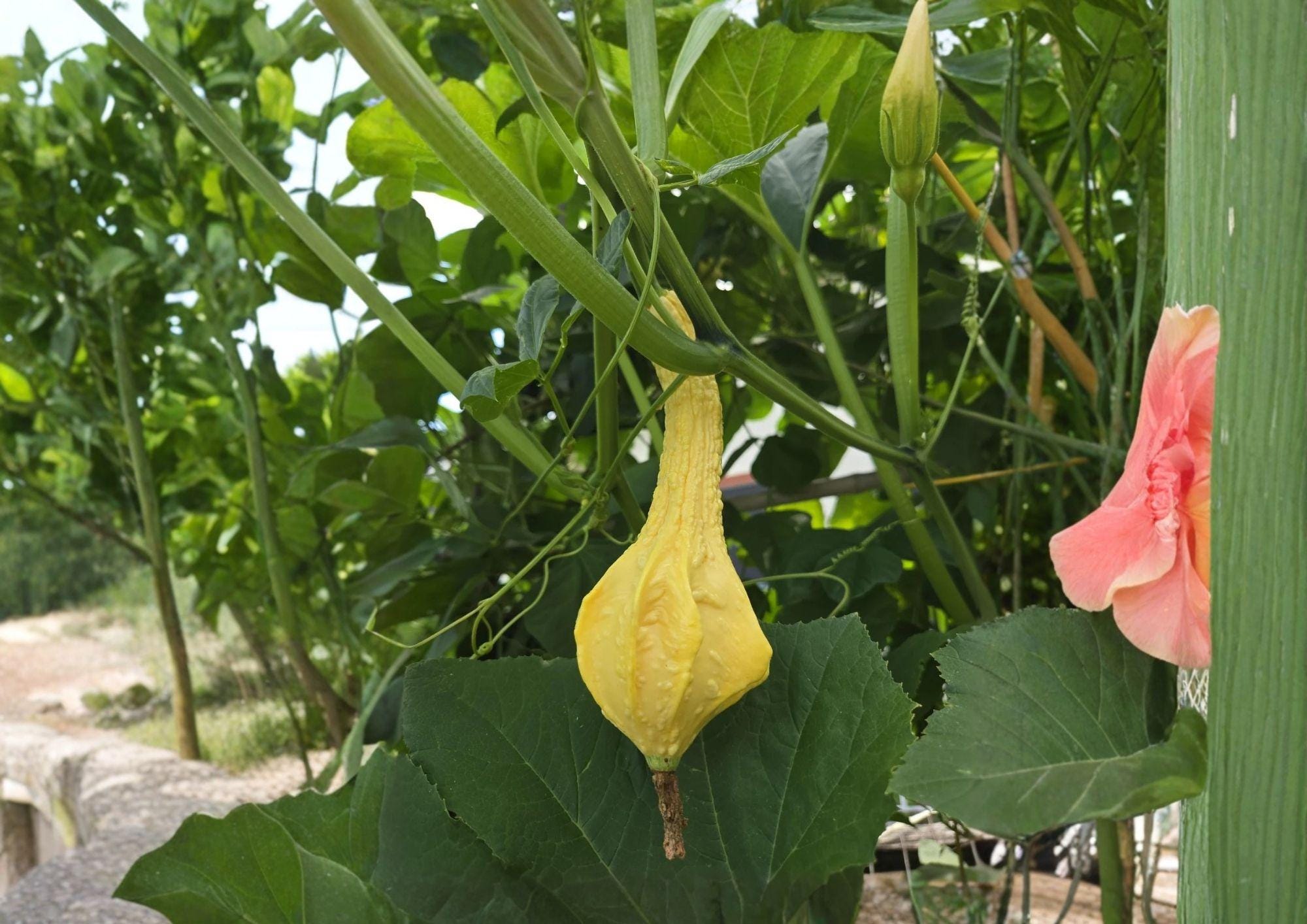 Cavemans Club Dinosaur Gourd Seeds, Maranka Squash, Rare Heirloom Gourd, Unique Long Club Shape, Ornamental Garden Planting