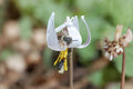 White Trout Lily Seeds – Native Erythronium albidum for Woodland Gardens & Shade Areas, Ephemeral Spring Flower Bulbs