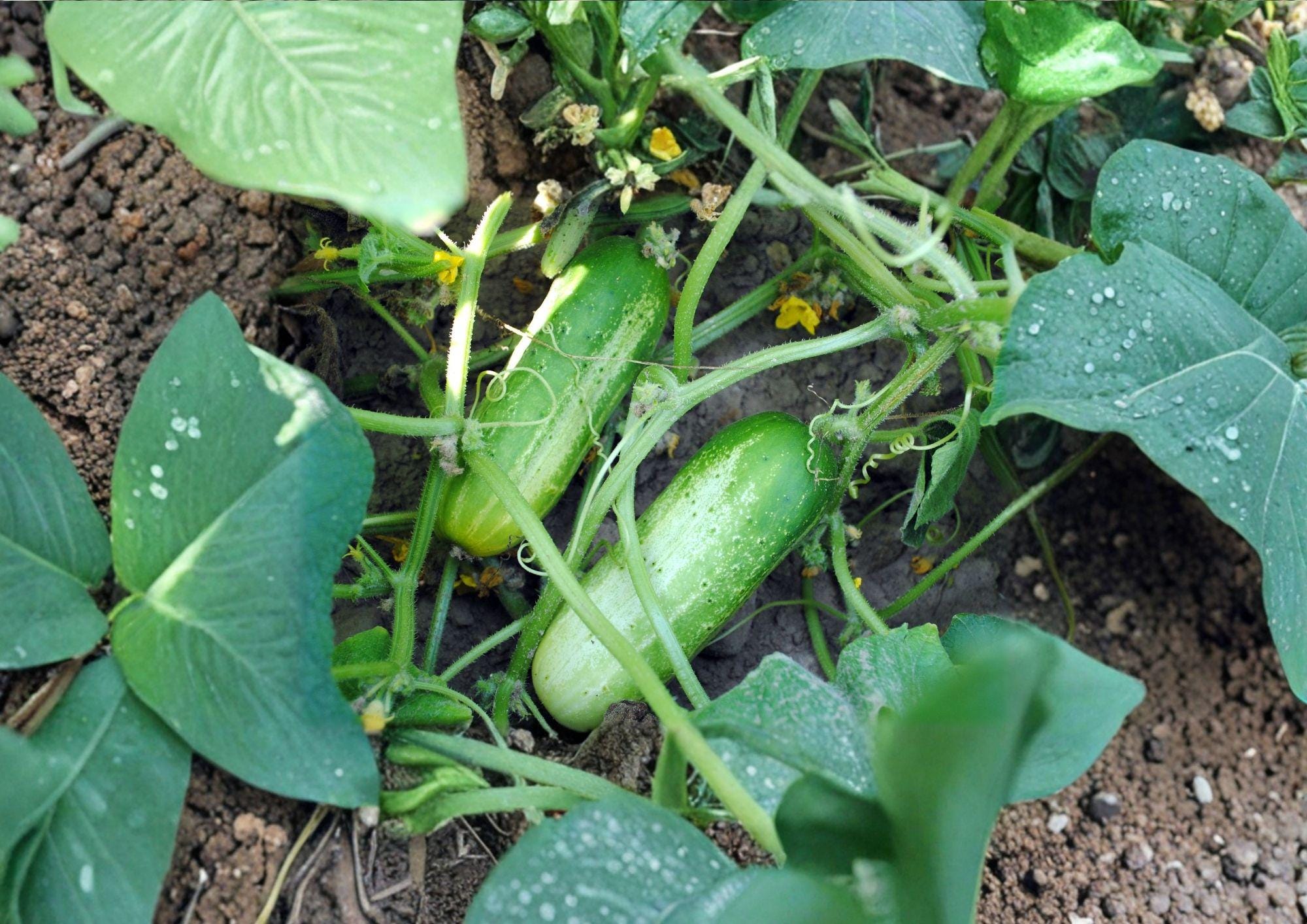 100+ Boston Pickling Cucumber Seeds – Heirloom Non-GMO Vegetable Seeds for Garden, Crisp High-Yield Pickle Cucumbers