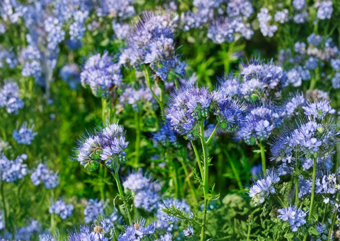 Lacy Phacelia Seeds 1000+ Purple Tansy Flower Seeds for Garden Pollinator Wildflower Nectar Soil Cover