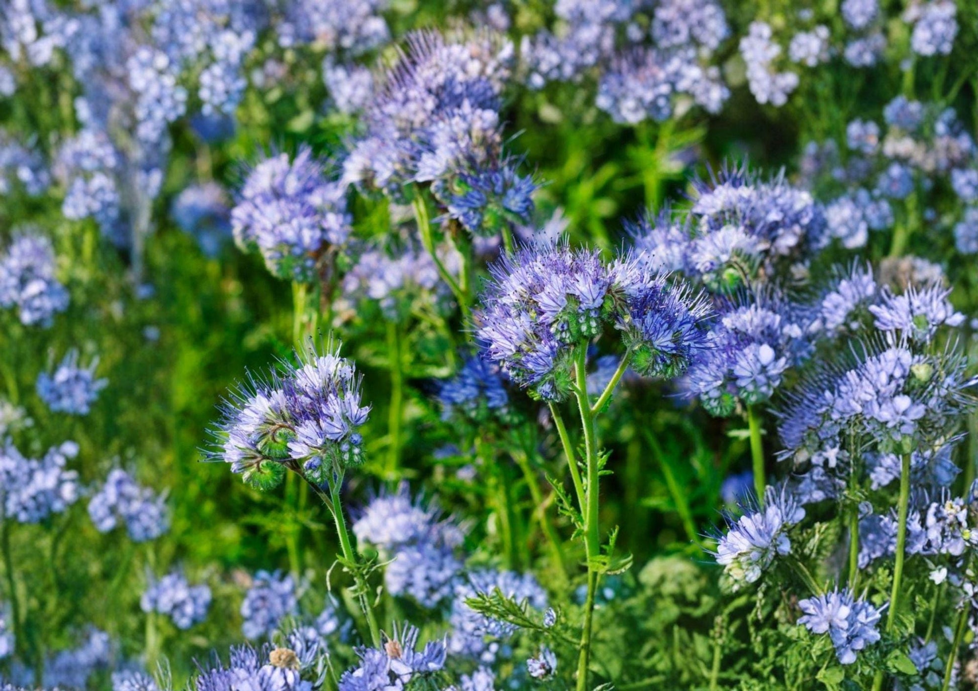 Lacy Phacelia Seeds 1000+ Purple Tansy Flower Seeds for Garden Pollinator Wildflower Nectar Soil Cover