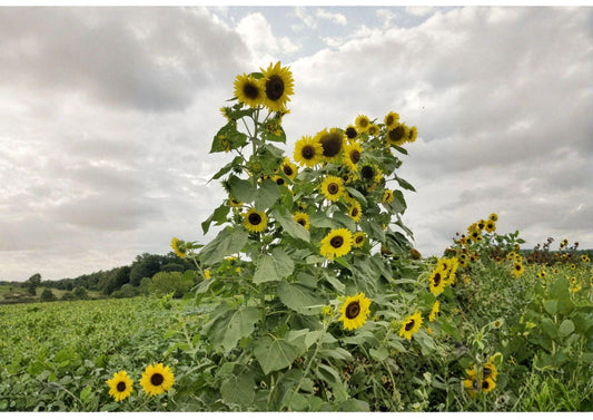 Lemon Queen Sunflower Seeds 50+ | Large Yellow Blooms | Pollinator Friendly Flower Seeds for Garden & Cut Flowers