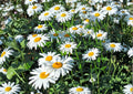 200+ Shasta Daisy Seeds – Heirloom White Perennial Flower Seeds for Garden, Pollinator Friendly Cut Flowers