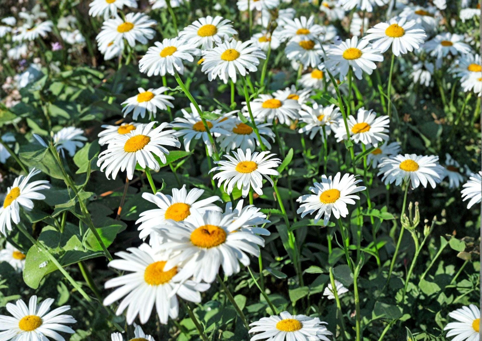 200+ Shasta Daisy Seeds – Heirloom White Perennial Flower Seeds for Garden, Pollinator Friendly Cut Flowers