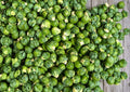 Catskill Brussels Sprouts Seeds, Organic Heirloom Non-GMO Vegetable Seeds for Garden, Compact High-Yield Sprout Plants, Fast Growing