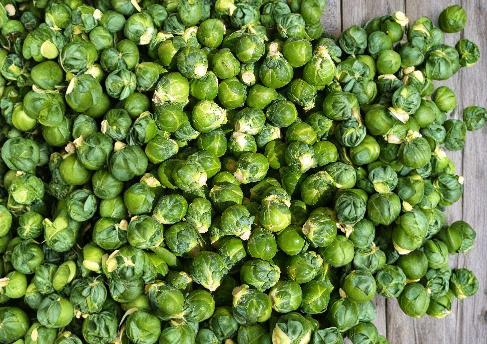 Catskill Brussels Sprouts Seeds, Organic Heirloom Non-GMO Vegetable Seeds for Garden, Compact High-Yield Sprout Plants, Fast Growing