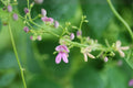 Wild Kidney Bean Seeds (5) | Native Climbing Legume, Phaseolus polystachios, Soil-Enhancing Vine for Woodland Gardens & Natural Landscapes