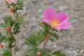 Prairie Wild Rose Seeds (15) | Native Rosa arkansana for Wildflower Gardens, Hedges & Pollinator Support