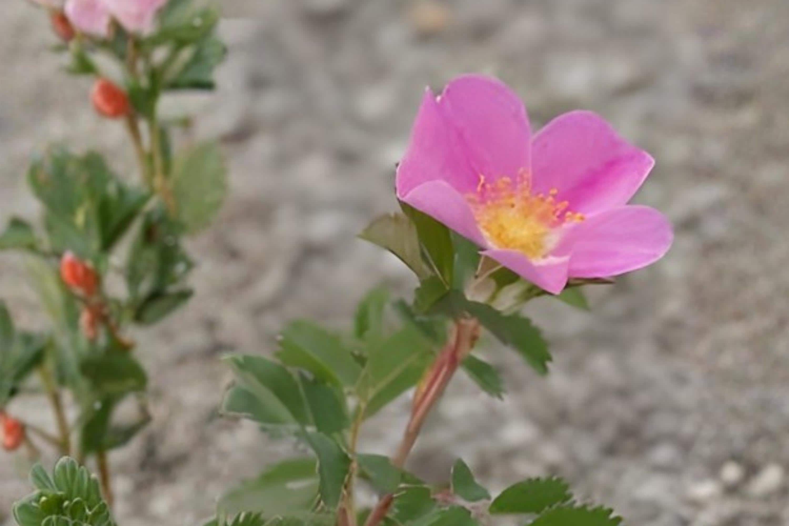 Prairie Wild Rose Seeds (15) | Native Rosa arkansana for Wildflower Gardens, Hedges & Pollinator Support