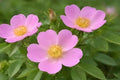 Pasture Rose Seeds, Native Rosa carolina, Wild Pink Bloom, Wildlife Garden, Hedgerow, Pollinator Support