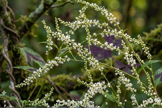 Jumpseed Seeds (15) | Woodland Native Plant with White Flower Spikes | Persicaria virginiana | Shade-loving, Easy to Grow Native Seed