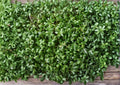 Pepper Cress Seeds 75 Pack, Lepidium sativum, Heirloom Non-GMO Microgreens, Salad Herb, Fast Growing Garden Seeds