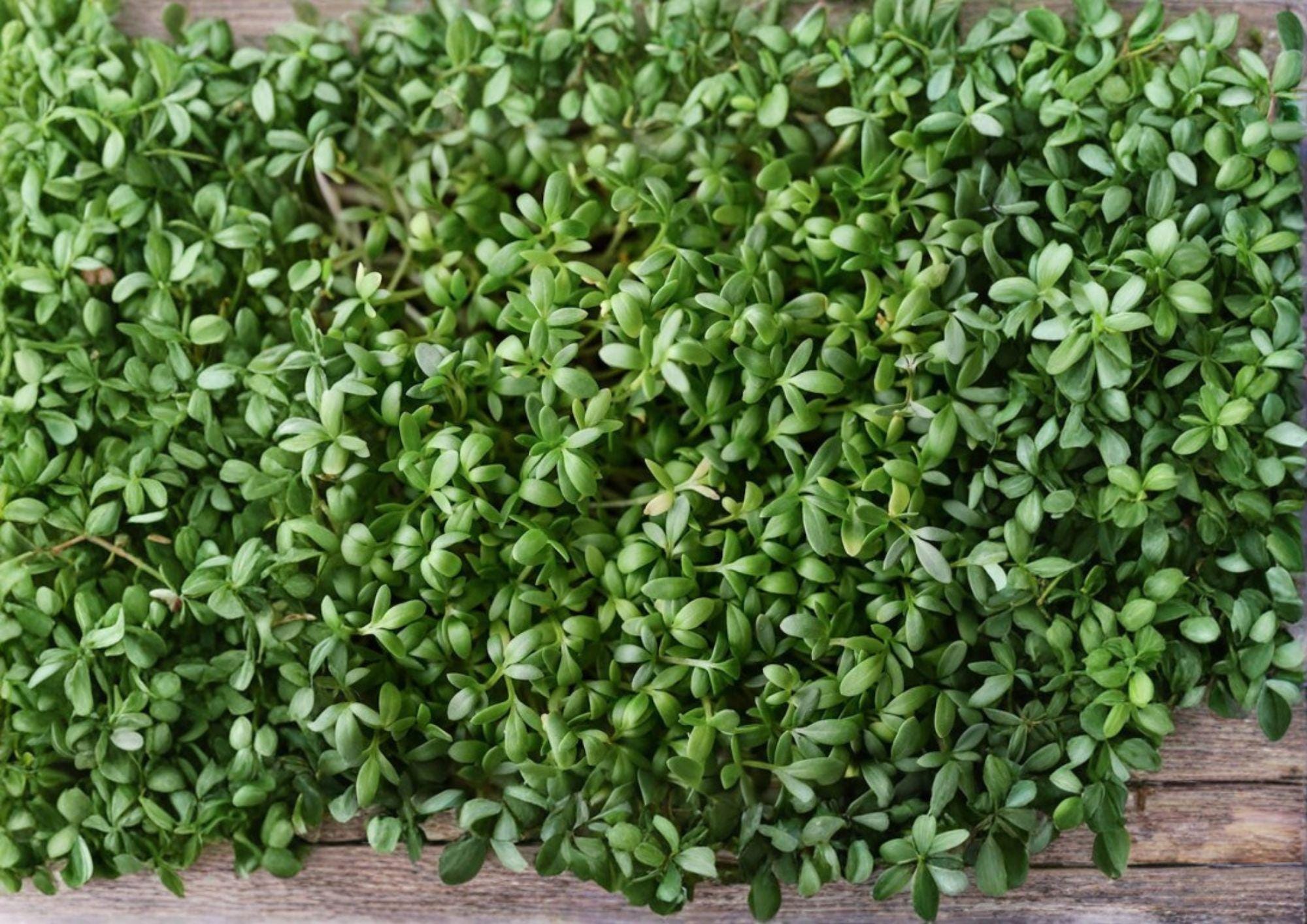 Pepper Cress Seeds 75 Pack, Lepidium sativum, Heirloom Non-GMO Microgreens, Salad Herb, Fast Growing Garden Seeds