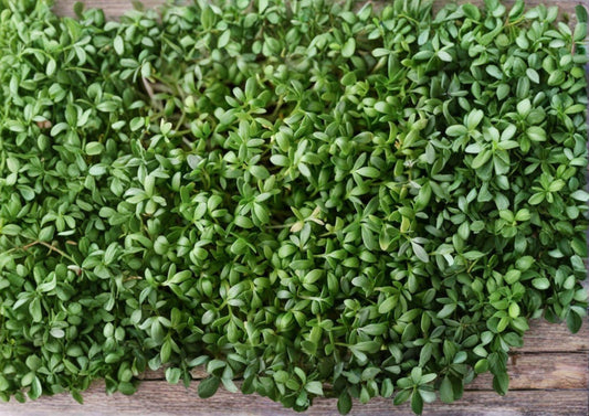 Pepper Cress Seeds 75 Pack, Lepidium sativum, Heirloom Non-GMO Microgreens, Salad Herb, Fast Growing Garden Seeds