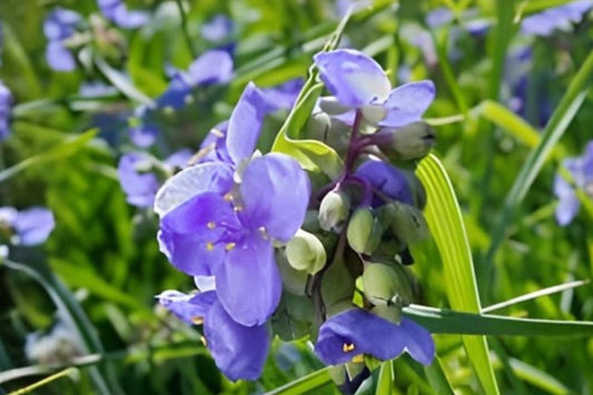Ohio Spiderwort Seeds - Native Blue Wildflower, Tradescantia ohiensis, Pollinator-Friendly, Easy to Grow, Prairie & Natural Landscape Plants