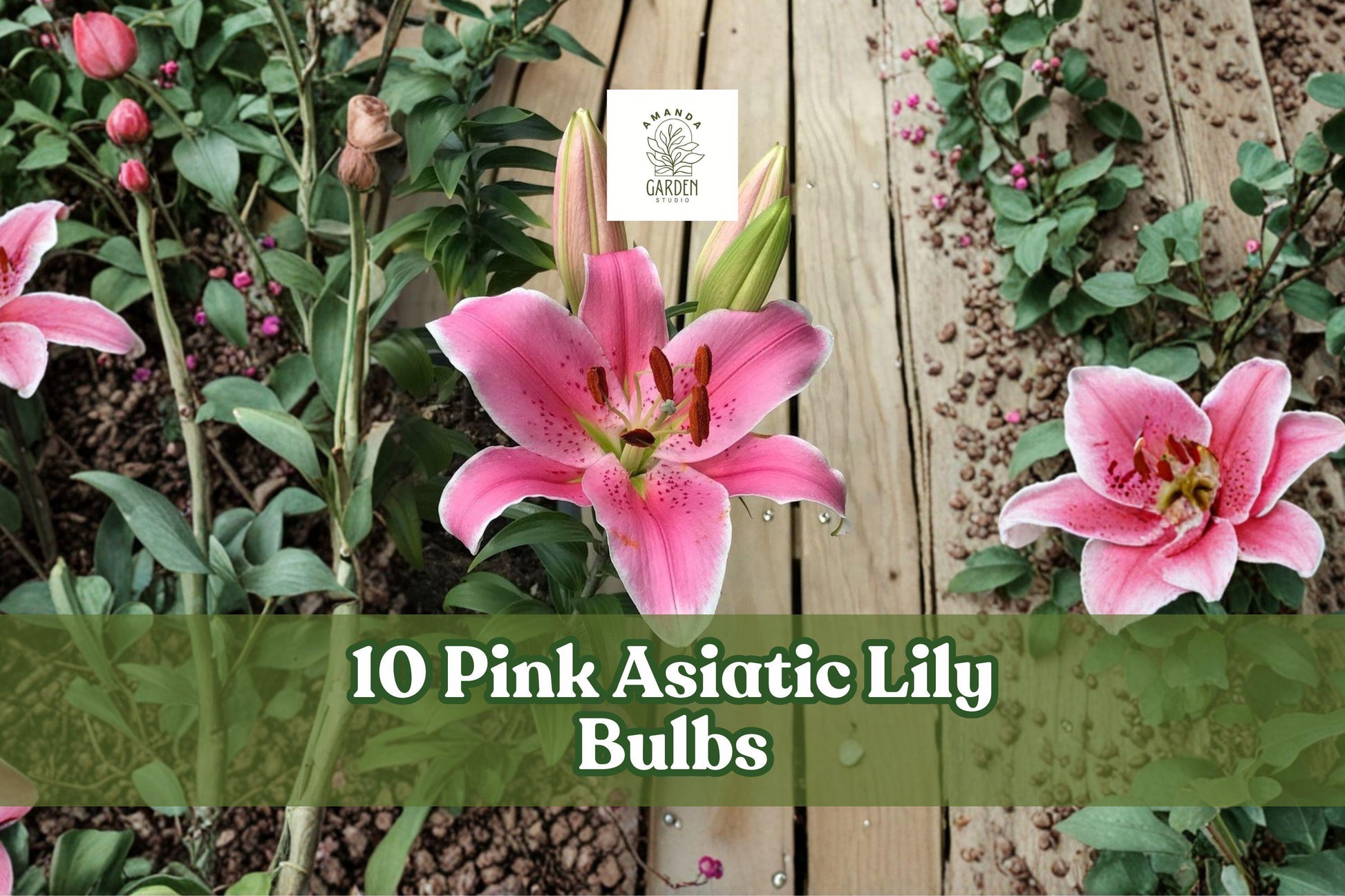 Pink Asiatic Lily Bulbs – 10 Pack, Bright Pink Flowers, Perennial Garden Bulbs, Lilium spp., Summer Bloom, Easy to Grow