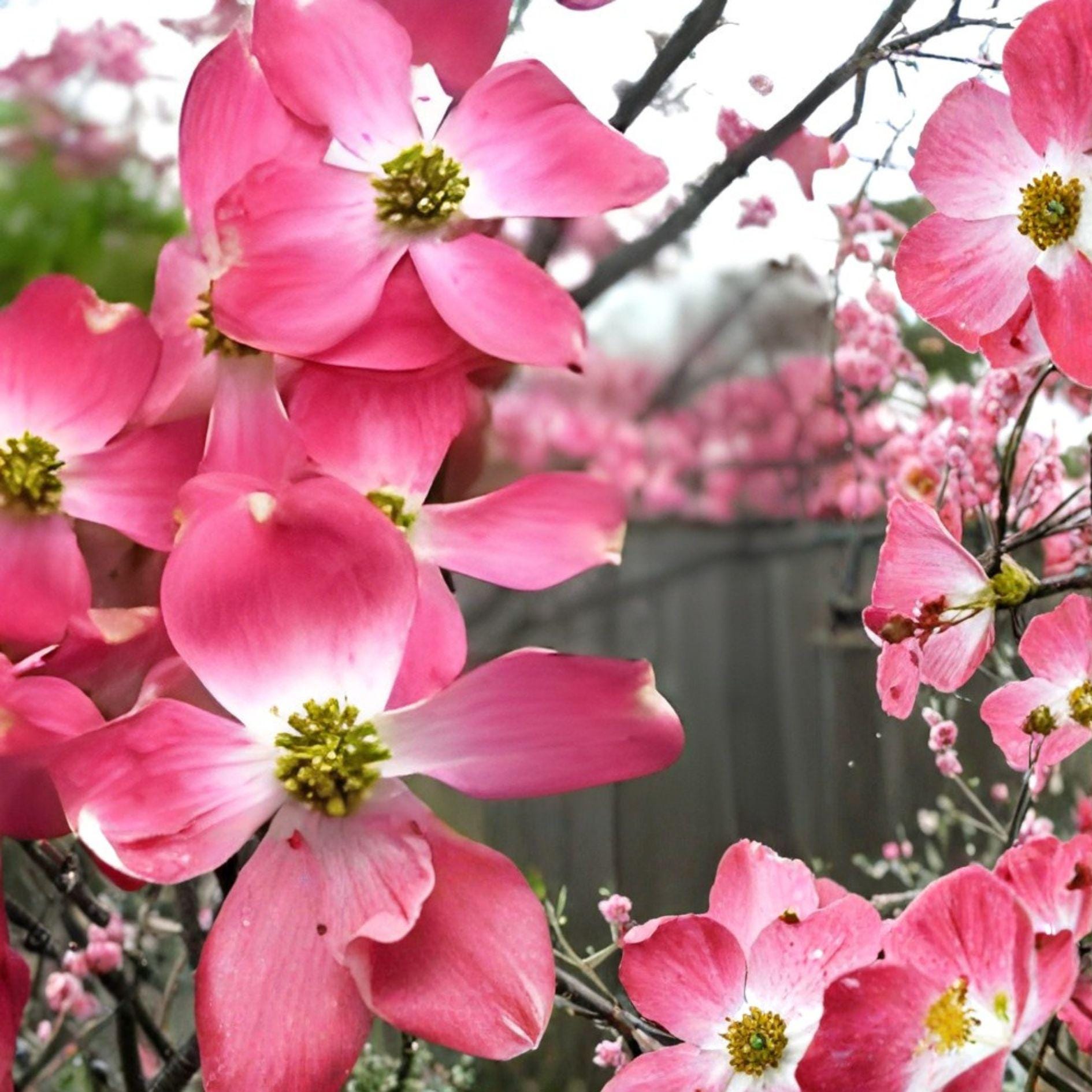 Pink Dogwood Cuttings, Unrooted Flowering Tree, Deep Pink Blooms, Cornus florida, Garden Landscaping, Heirloom Plant