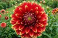 Giant Dinnerplate Dahlia Bulb Clump - Bohemian Spartacus - Large Flowering Tubers - Dahlia variabilis for Garden Display