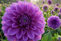 Giant Dinner Plate Dahlia Bulb Tuber Clump Lilac Time Dahlia pinnata Flowering Perennial Plant