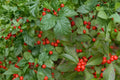 Winterberry Holly Seeds – Ilex verticillata, Deciduous Shrub with Red Berries, Native Landscape Plant, Hedge and Woodland Edges