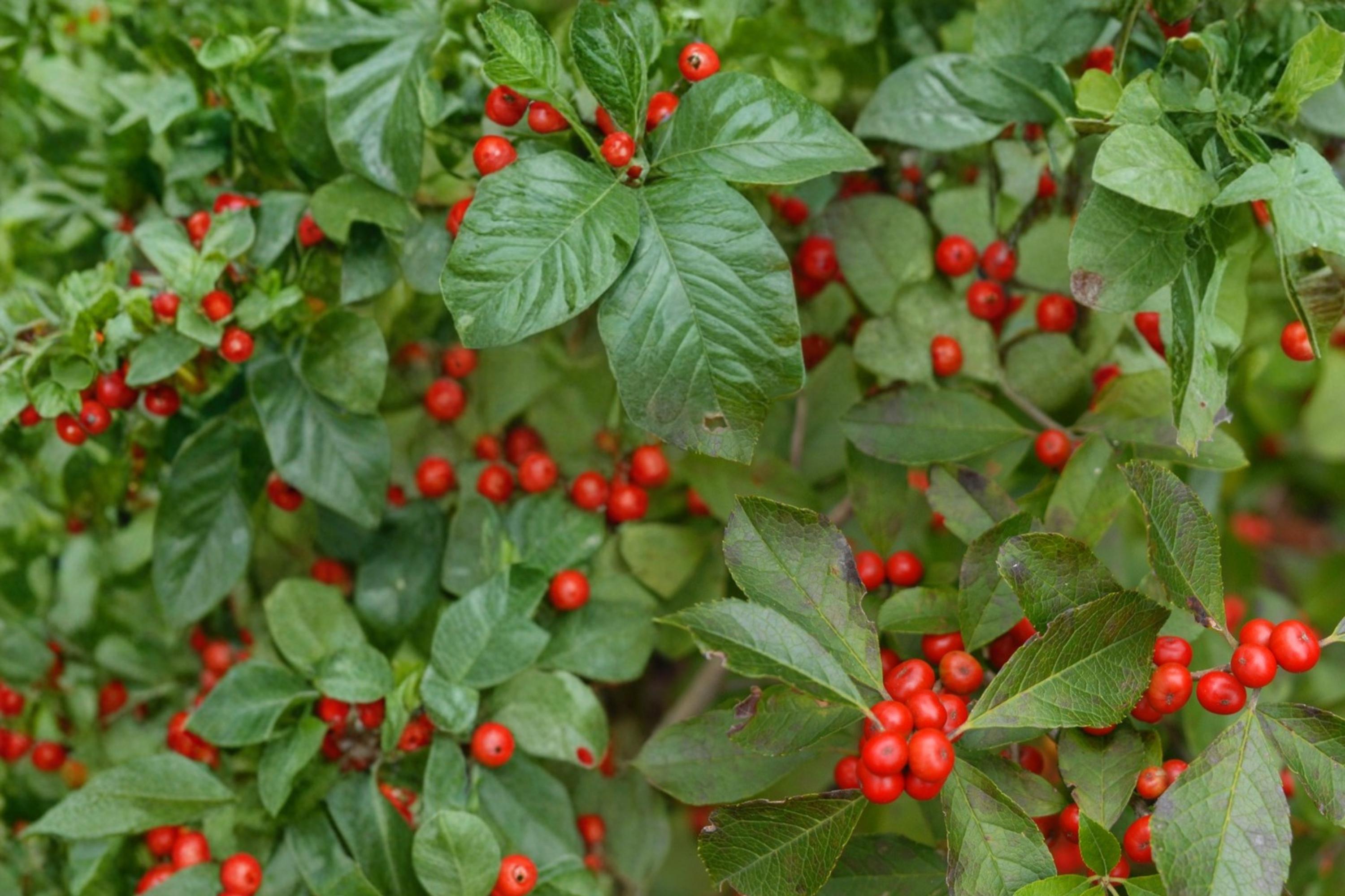 Winterberry Holly Seeds – Ilex verticillata, Deciduous Shrub with Red Berries, Native Landscape Plant, Hedge and Woodland Edges