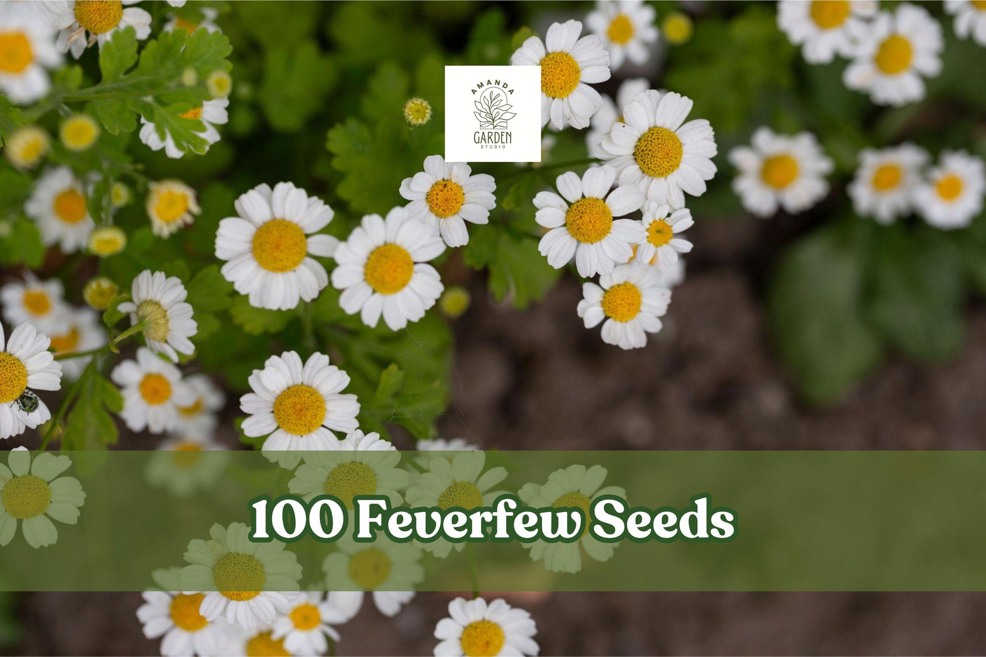 Feverfew Seeds, 100+ Tanacetum parthenium Herb & Flower Seeds, White Daisy-Like Blooms, Easy to Grow, Perennial Herb for Gardens