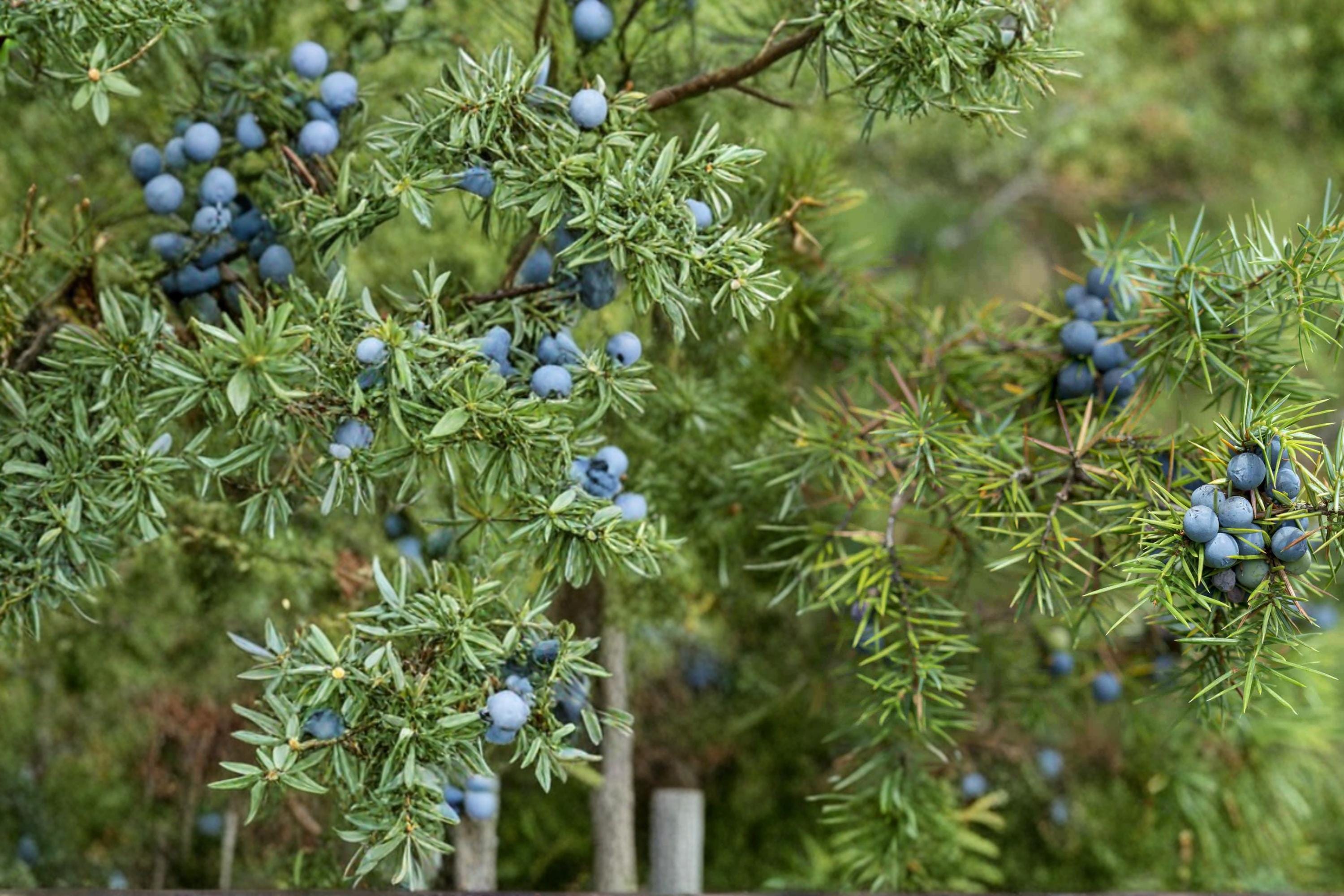 Common Juniper Seeds 25 Pack | Evergreen Conifer, Needle Foliage, Berry Cones | Juniperus communis