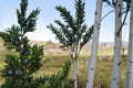 Eastern Red Cedar Seeds, Juniperus virginiana, Evergreen Conifer, Drought Tolerant, Berry Cones, 25 Seeds