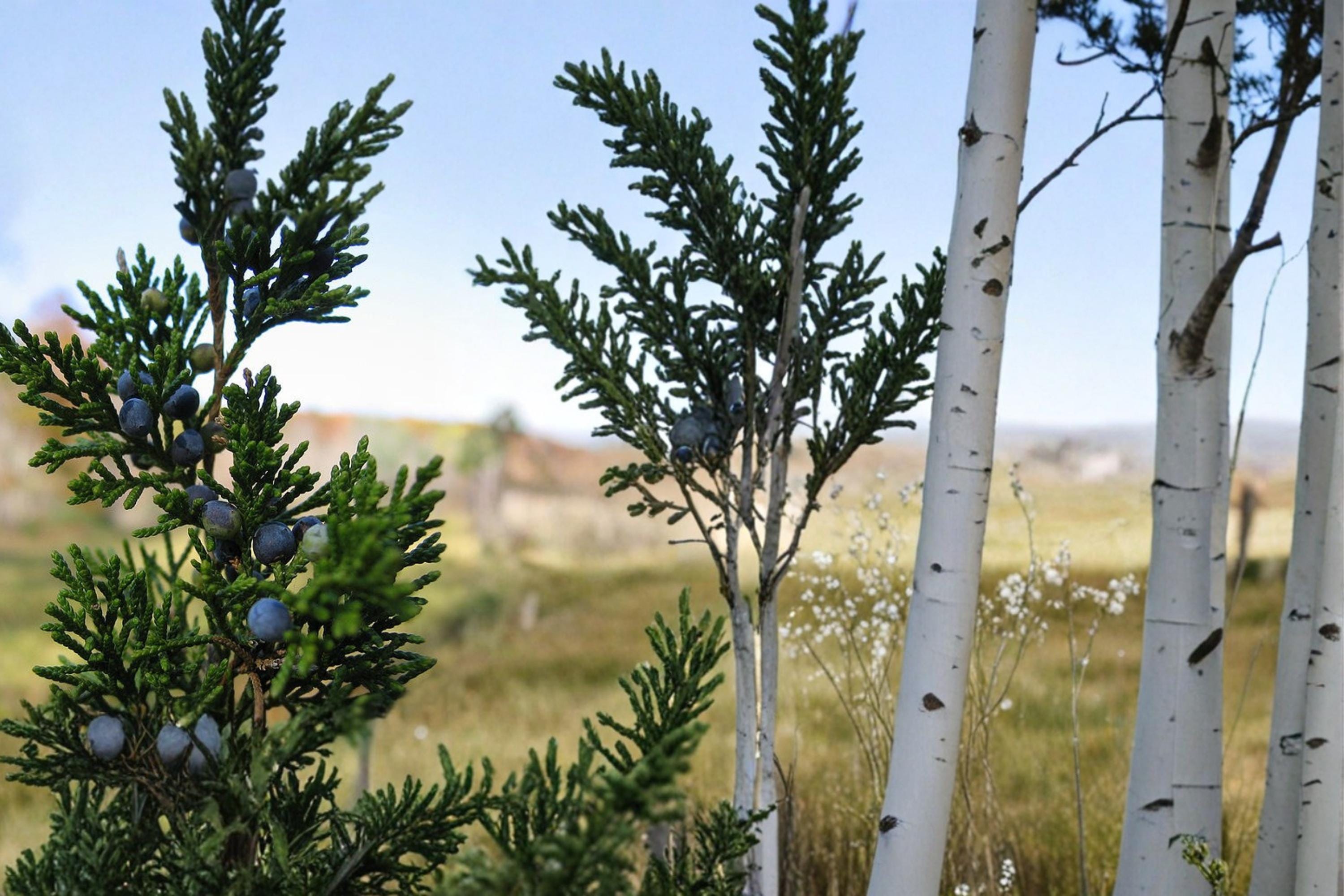 Eastern Red Cedar Seeds, Juniperus virginiana, Evergreen Conifer, Drought Tolerant, Berry Cones, 25 Seeds