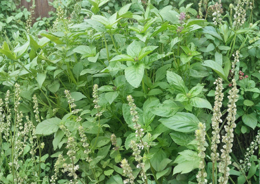Lemon Basil Seeds 75 Pack, Aromatic Citrus Herb, Non-GMO, Heirloom, Sweet Basil, Ocimum basilicum, Garden Planting Seeds