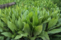 Asparagus Lettuce Seeds 200 Pack – Lactuca sativa var. angustana Herbaceous Annual Vegetable for Garden Beds