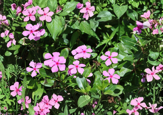 Madagascar Periwinkle Seeds | Catharanthus Roseus | Heirloom Non-GMO Rosy Periwinkle Flower Garden Seeds