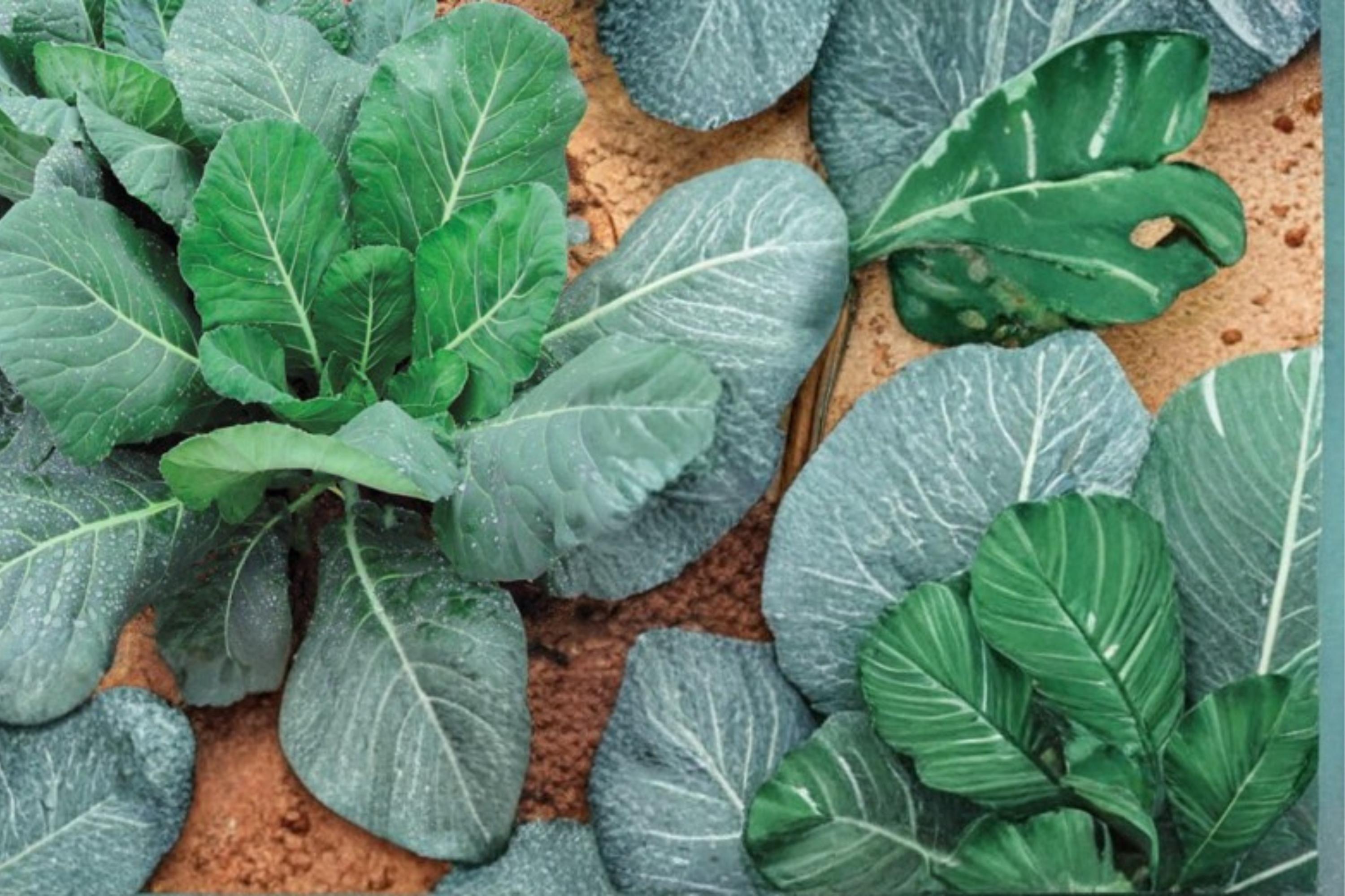 Champion Collards Seeds – Brassica oleracea, Leafy Green Vegetable, Herbaceous Plant, Garden Bed Crop