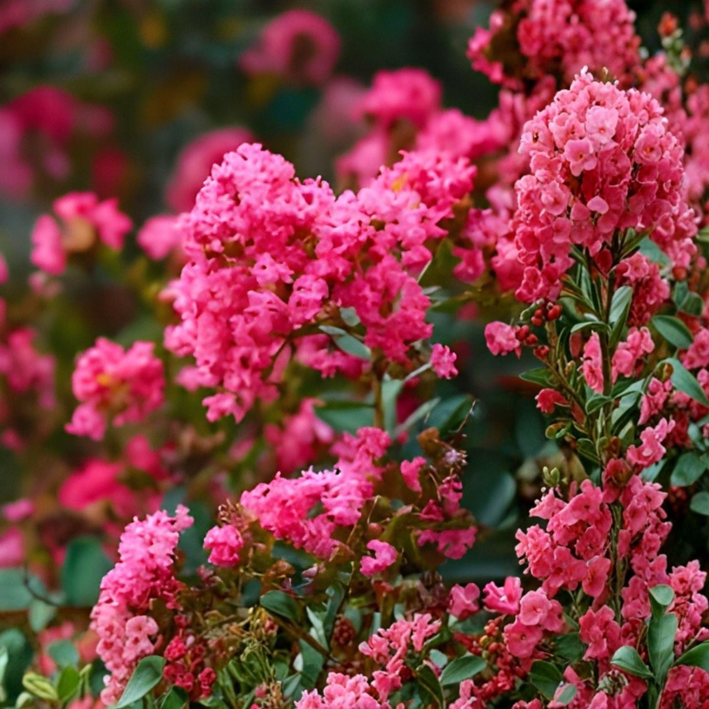 Heirloom Crape Myrtle Cuttings – Deep Pink Blooms, Lagerstroemia indica, Flowering Tree Propagation, 8 Unrooted Cuttings