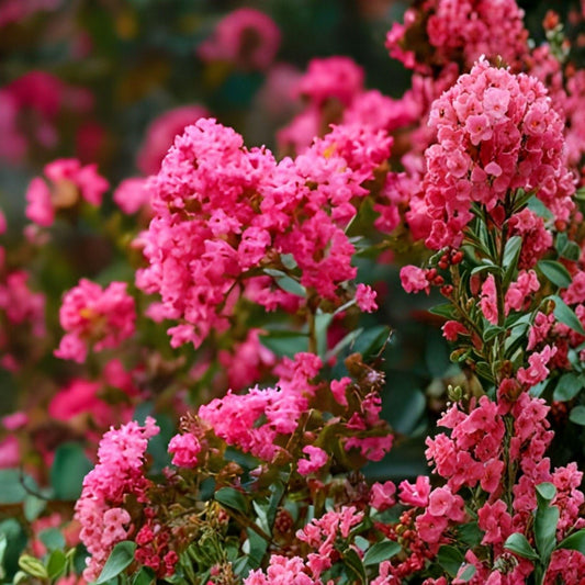 Heirloom Crape Myrtle Cuttings – Deep Pink Blooms, Lagerstroemia indica, Flowering Tree Propagation, 8 Unrooted Cuttings