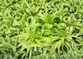 Celtuce Seeds 200 Pack | Asparagus Lettuce Taiwan Sword Leaf Heirloom Non-GMO Lactuca Sativa Stem Lettuce Garden Seeds