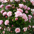 Climbing Rose Cuttings | Pink Blooming Vine | Heirloom Southern Roses | Rosa spp. | Cottage Garden Plant