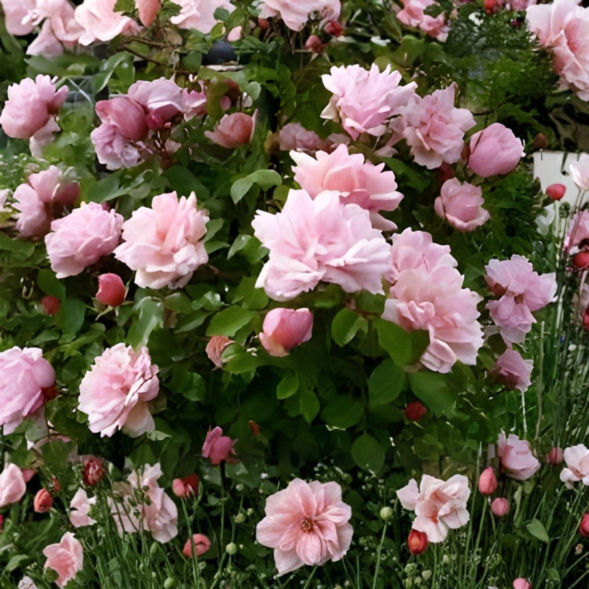 Climbing Rose Cuttings | Pink Blooming Vine | Heirloom Southern Roses | Rosa spp. | Cottage Garden Plant