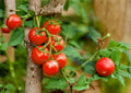 Sweet Cherry Tomato Seeds, Heirloom Non-GMO, Solanum Lycopersicum, Small Fruit, High Yield, Fast Growing Garden Seeds
