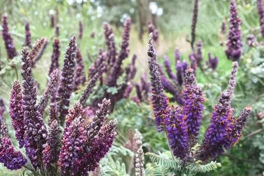 Leadplant Seeds – Amorpha canescens Native Perennial Shrub for Prairie, Xeriscape & Wildflower Gardens
