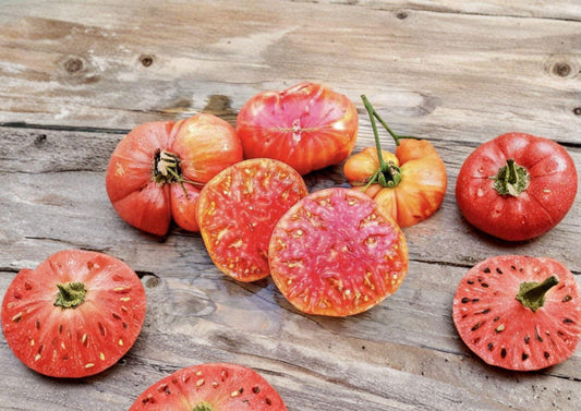 Hillbilly Tomato Seeds | Heirloom Non-GMO Solanum Lycopersicum | Large Bicolor Sweet Tomato Garden Seeds