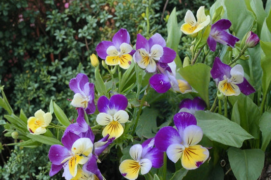 Johnny Jumpup Viola cornuta Seeds – Multi-colored Flower, Herbaceous Perennial for Borders & Containers, 100 Seeds