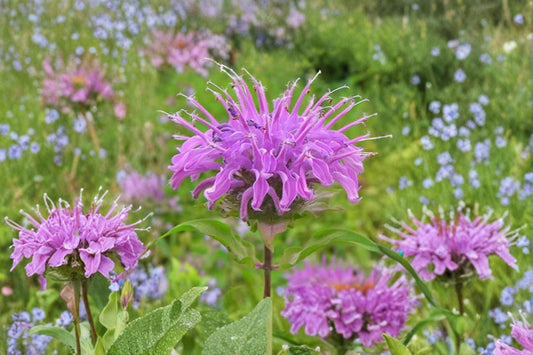 Lemon Mint Seeds – Monarda citriodora Herbaceous Annual with Lavender Purple Flowers, Aromatic Foliage, Garden Bed & Border Plant