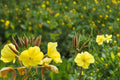 Evening Primrose Seeds 100 Oenothera biennis Bright Yellow Wildflower for Meadows & Naturalized Gardens