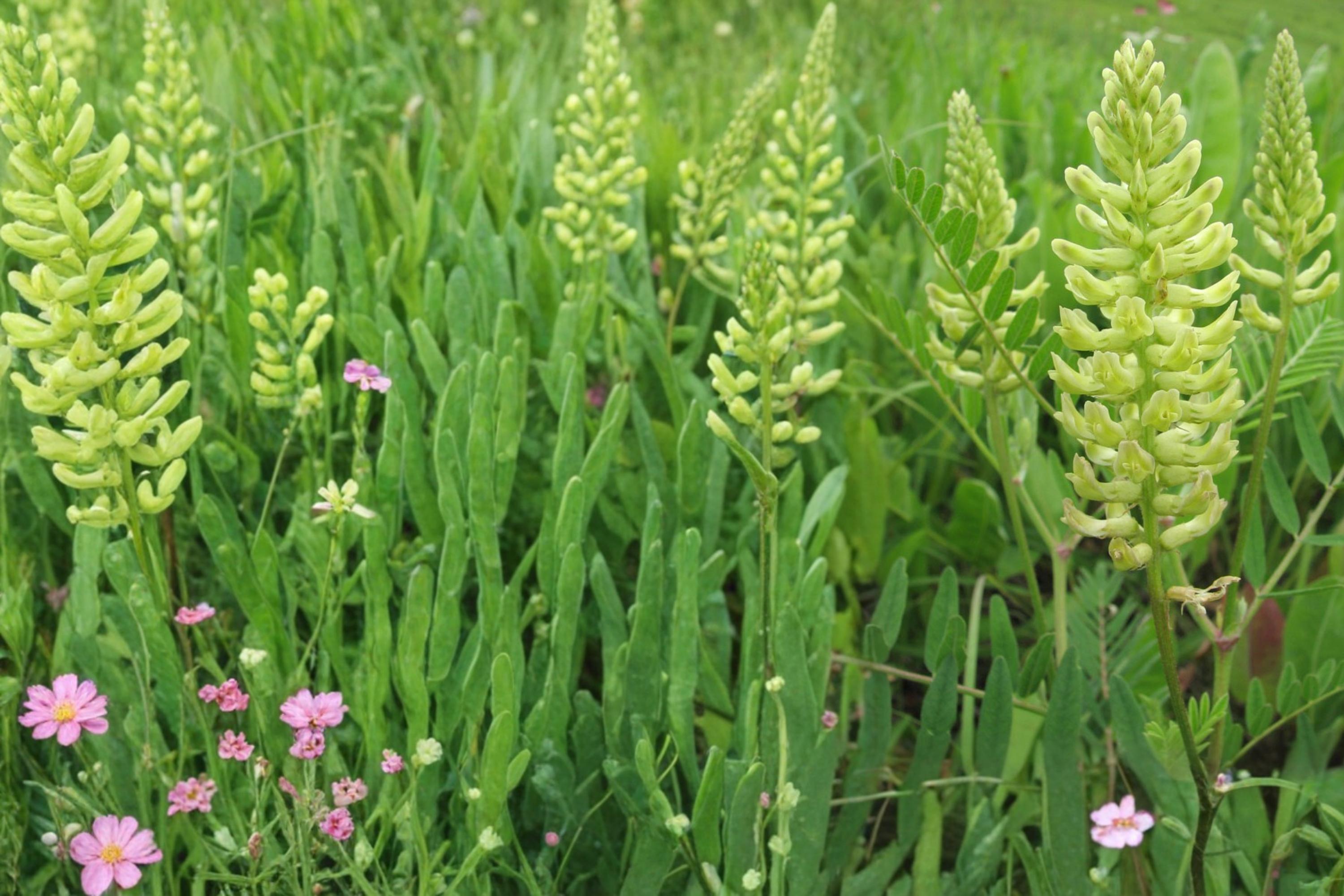 Canadian Milk Vetch Seeds – Astragalus canadensis Herbaceous Perennial for Wildflower Gardens, Prairies & Meadows