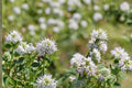 Hairy Mountain Mint Seeds, Pycnanthemum pilosum, Perennial Herb, White Flowers, Aromatic Foliage, Meadow & Border Plant