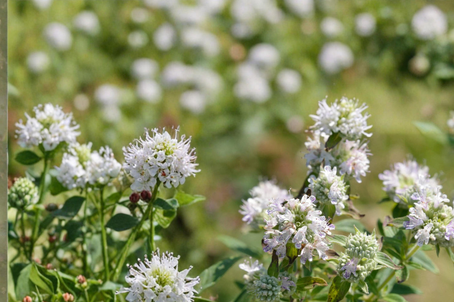 Hairy Mountain Mint Seeds, Pycnanthemum pilosum, Perennial Herb, White Flowers, Aromatic Foliage, Meadow & Border Plant