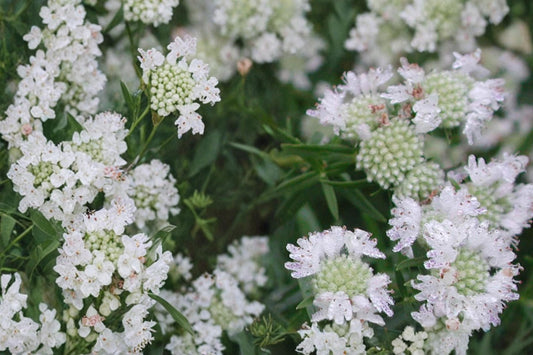 Mountain Mint Seeds – Pycnanthemum virginianum, Perennial Herb with White Flower Clusters, Aromatic Foliage, Native Pollinator Plant